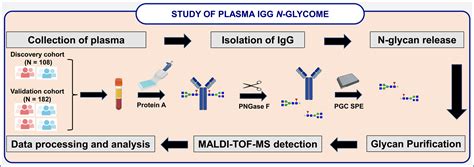 Human Plasma Igg N Glycome Profiles Reveal A Proinflammatory Phenotype