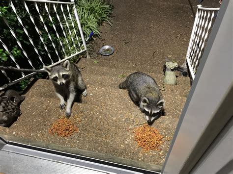 Adorable Raccoons Eating in Front of a Door