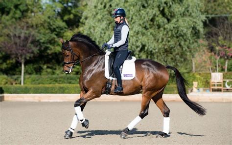 Cantering A Horse: How To Train The Canter - Ridely