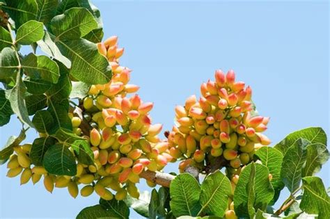 Origen De Los Pistachos Descubre Su Fascinante Procedencia