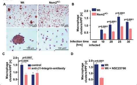 Generation Of Macrophage Clusters Upon Bcg Infection Is Controlled By