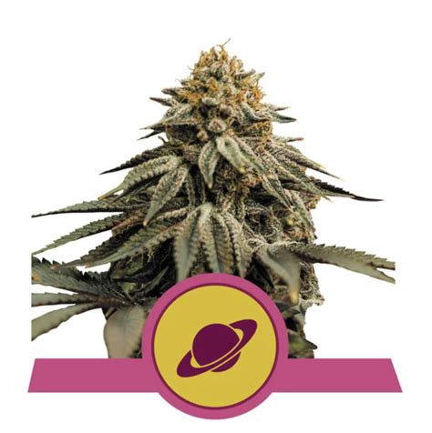 Royal Skywalker RQS 4 Planets Smartshop Seedshop