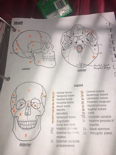 Skull Flashcards Quizlet