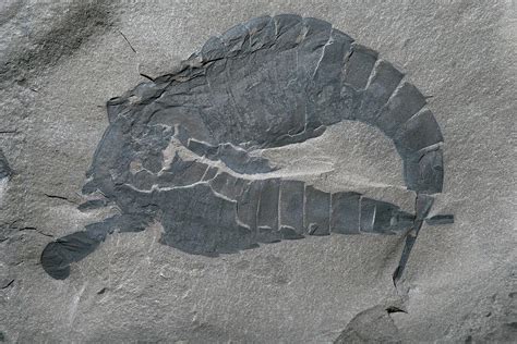 Sea Scorpion Fossils Photograph by Sinclair Stammers/science Photo Library | Fine Art America