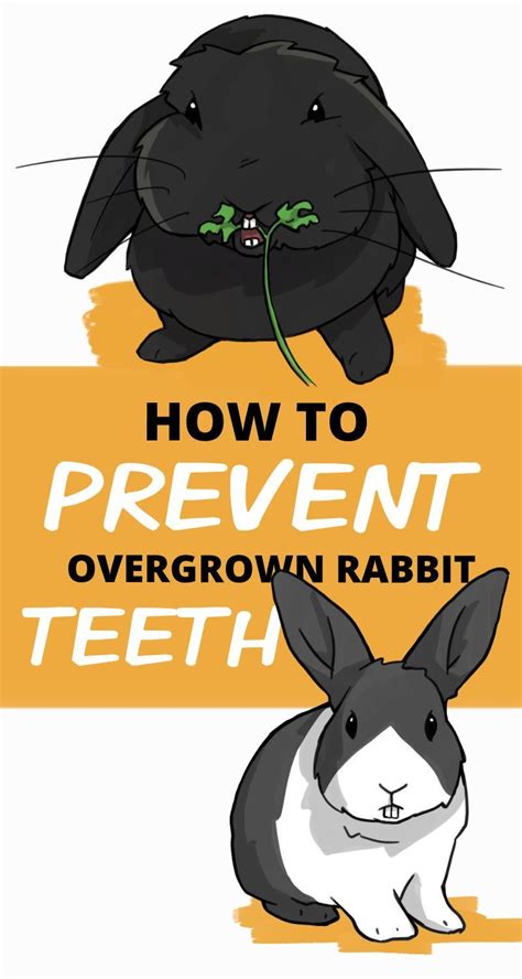 How To Prevent Overgrown Rabbit Teeth In 2021 Pet Rabbit Prevention