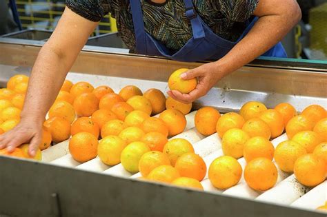 Orange Farming Photograph by Jim West - Pixels