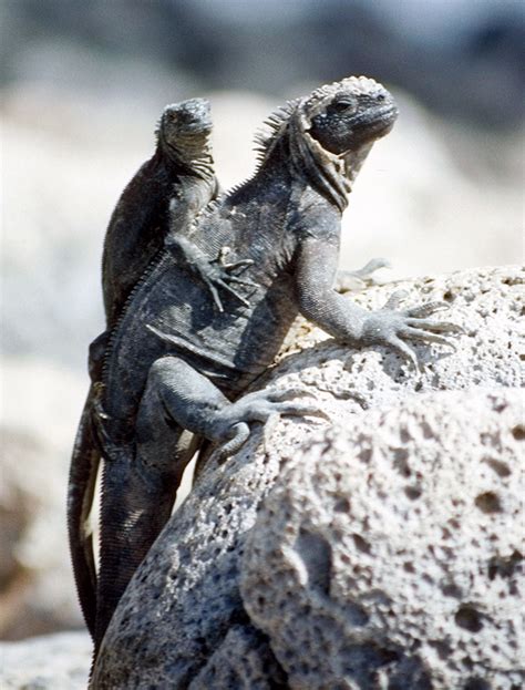 Marine Iguanas - Amblyrhynchus cristatus - Galapagos