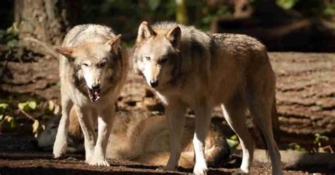 Wolves Mating Behavior - AnimalBehaviorCorner