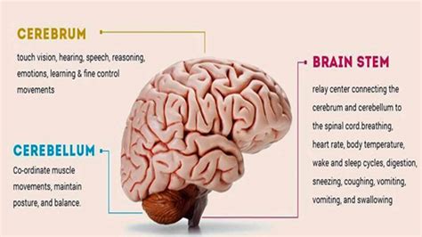 Brainstem Function And Location