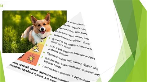 Животные - предсказатели погоды Степанова Валерия - YouTube