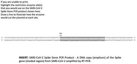 Solved The discovery of restriction enzymes, proteins that | Chegg.com 