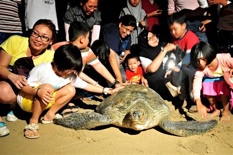 Cherating Turtle Sanctuary