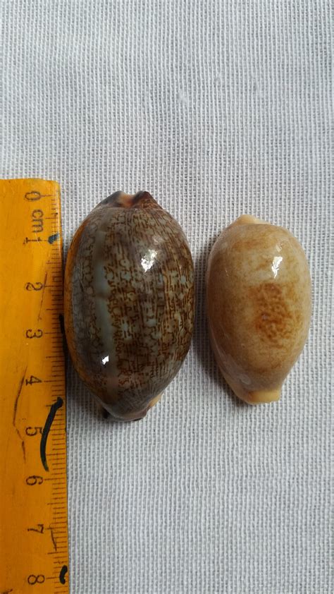 Sea shells Cypraea eglantina & Caurica 2pcs ,,,,GEM " CYPRAEIDAE FAMILY" | Lazada PH