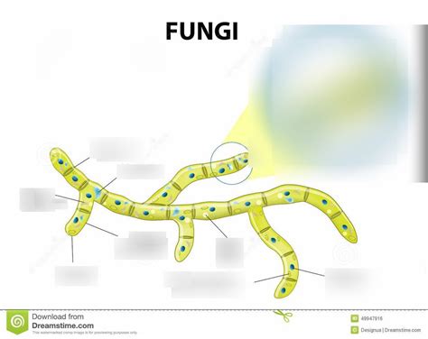 Fungi cell Diagram | Quizlet