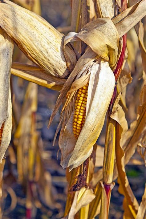 Corn Field Stock Photo Image Of Agronomy Harvest Grow 33189154