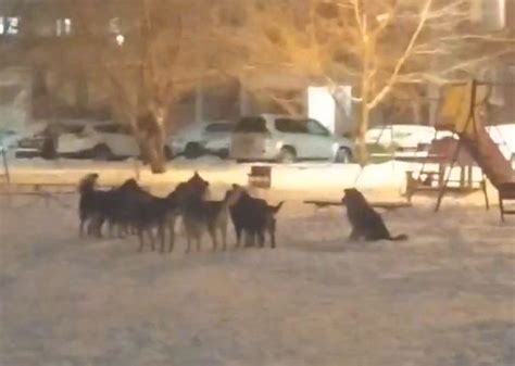 Воронежец спас женщину от стаи агрессивных собак во дворе