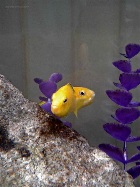 Day One Photography: Two Fish