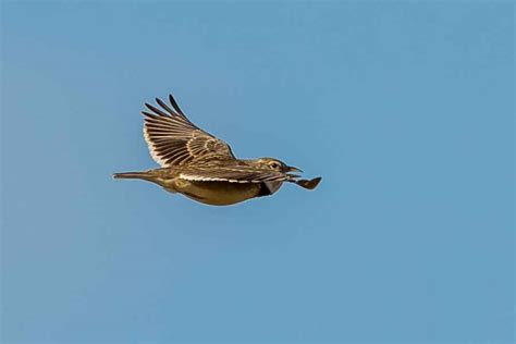 Calandra Lark Melanocorypha Calandra