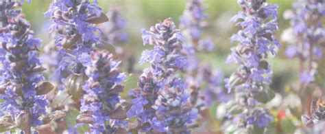 BUGLE RAMPANT Ajuga reptans L Apothèque du Jorat