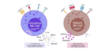 Phenotypic And Functional Properties Of Immature Left And Mature