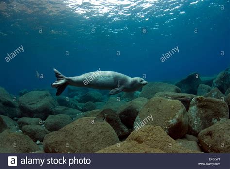 Mediterranean Monk Seal Monachus Monachus Juvenile Female Hunting