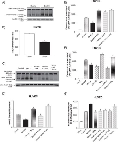 Ac Representative Western Blot Of Enos Dimermonomer Distribution In Download Scientific