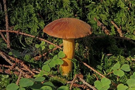 Pilz Schwammerl Wald Kostenloses Foto Auf Pixabay Pixabay