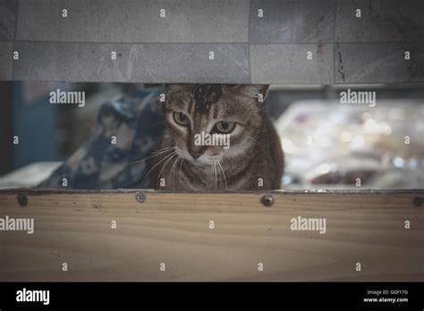 Hidden cat hi-res stock photography and images - Alamy