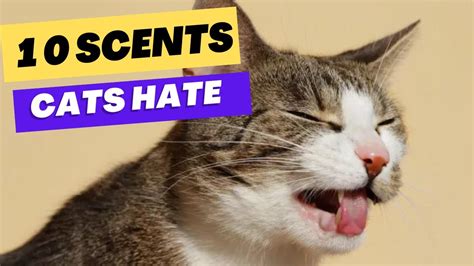 Top Scents That Cats Hate Cats Can T Stand That Youtube