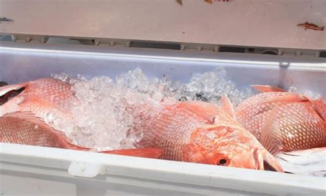 Red Snapper Or Imposter How To Identify And Buy Authentic Red Snapper