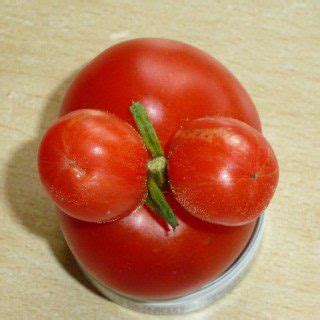 Tomaten Ernten Technik Und Der Richtige Zeitpunkt