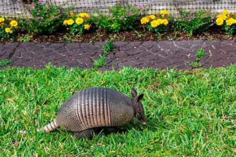 3 Quick Ways to Get Rid of Armadillos from your Backyard | Hutch and Cage