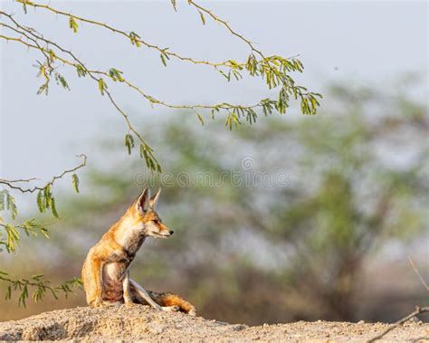 Desert Fox in Its Natural Habitat Stock Photo - Image of habitat ...