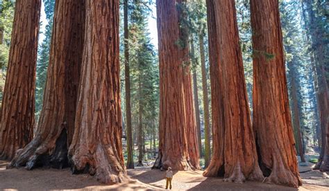 How Tall Are Redwood Trees On Average at Rita Campbell blog