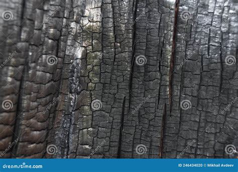 Struttura Del Tronco Di Albero Bruciato Come Sfondo Conseguenze Degli