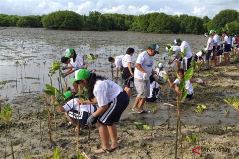 Jbt Tanam Ribuan Bibit Pohon Bakau Antara News Bali