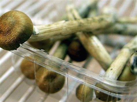 Psilocybin Magic Mushroom Grower's Guide 2