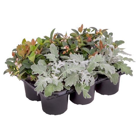 Gardenline Herbstmix Er Tray Von Aldi S D Ansehen