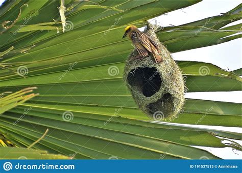 Nest Making By Weaver Birds Stock Image Image Of Weaving Breeding 191537513