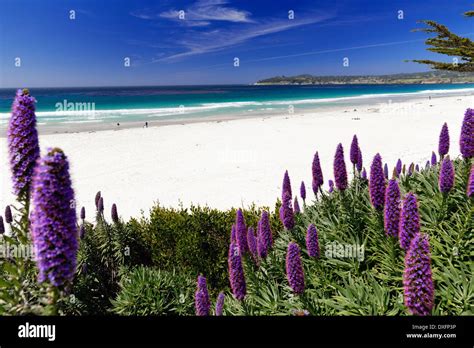 Wildflowers Pride Of Madeira Blooming Along The Pacific Beach Carmel