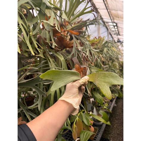 Platycerium Full Moon RARE tropical plants US Seller SEED STUDIO