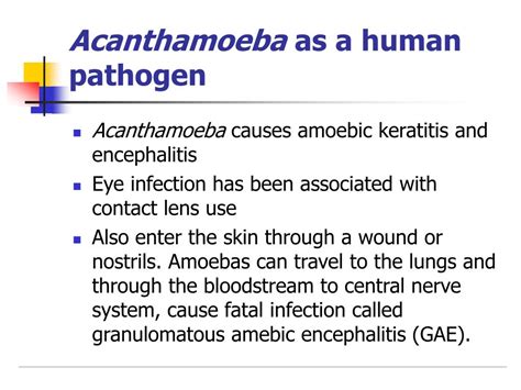 Ppt Bb 30052 Scientific Communication The Pathophysiology Of Acanthamoeba K Eratitis