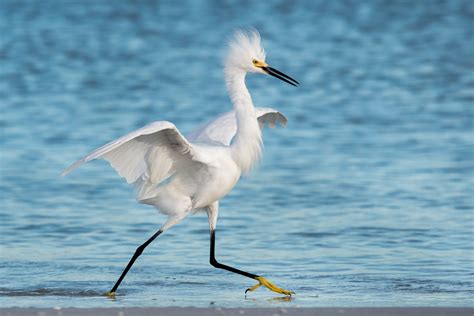 Snowy Egret Audubon Field Guide