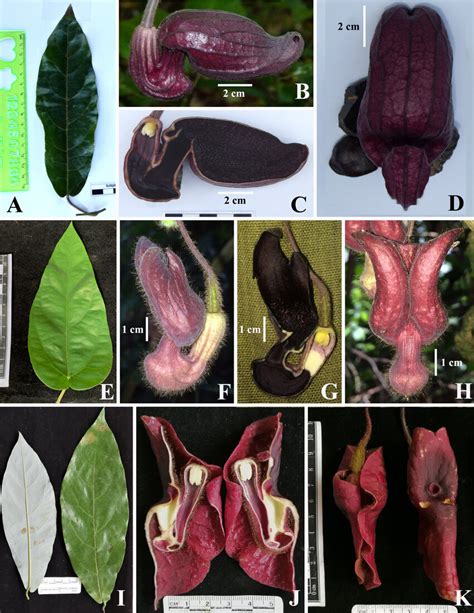 Comparison Of Morphological Traits Of Aristolochia Laotica Tvdo