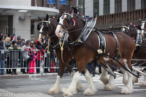 Best of HN: Every Budweiser Clydesdale Super Bowl Commercial Since 2002 ...