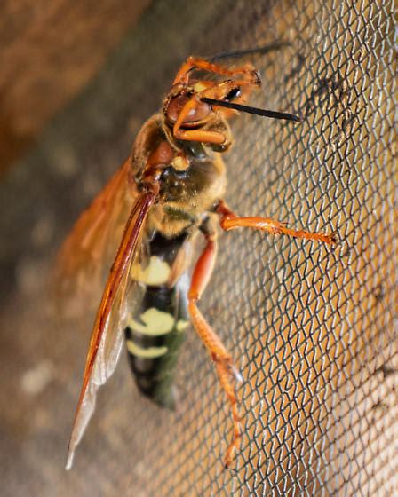 Hornet Sphecius Speciosus Bugguide