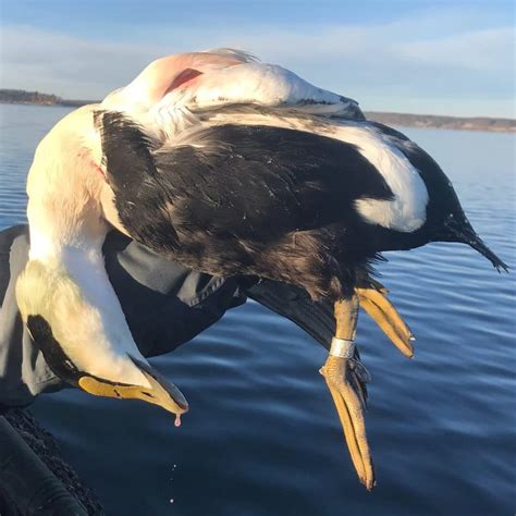 Guided Maine Sea Duck Diver Duck Hunts Along The Coast