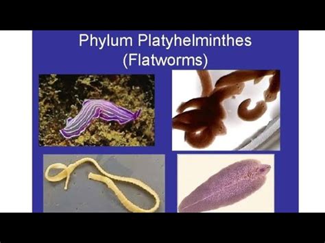 Phylum Platyhelminthes