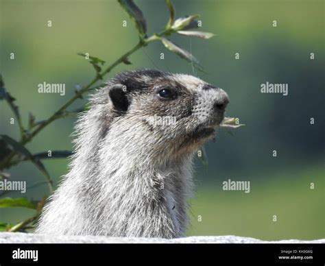 Whistle Pig Hi Res Stock Photography And Images Alamy