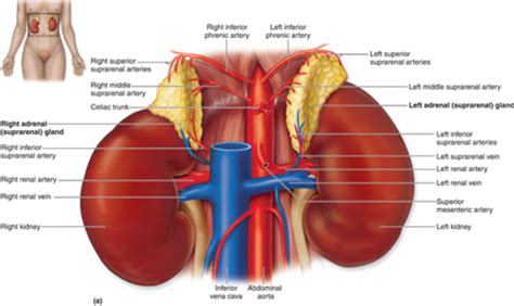 Adrenal Gland A P Flashcards Quizlet